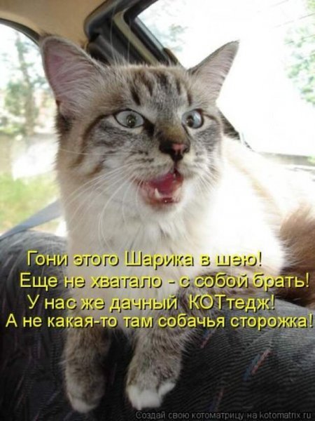 КОТтедж!
