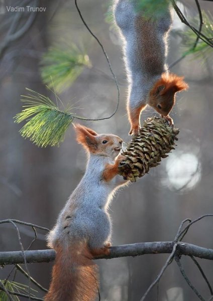 2d0fbf6d7d1252cd59479bbd13851659