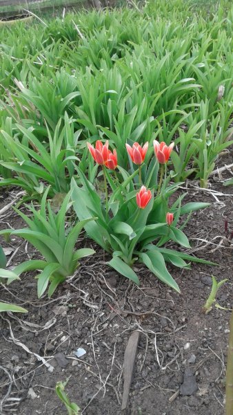 Тюльпаны