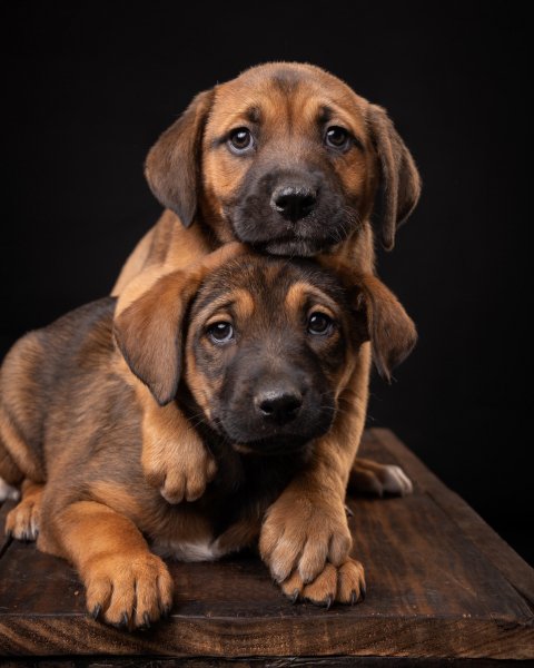 MEDIA # OF DOG