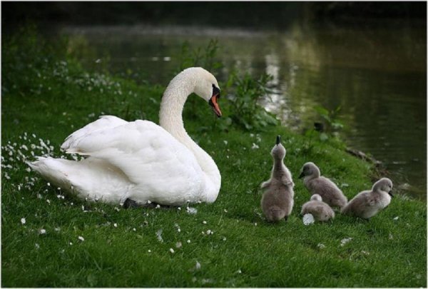 заботливая мать!