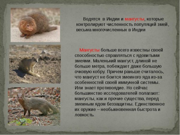 Мангусты