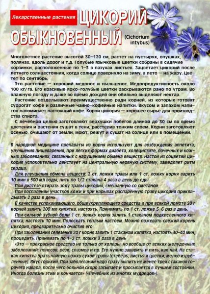 Цикорий обыкновенный