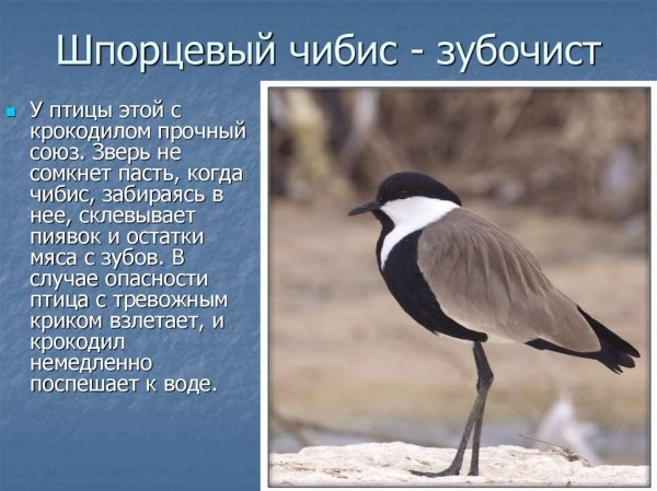 Шпорцевый чибис - зубочист