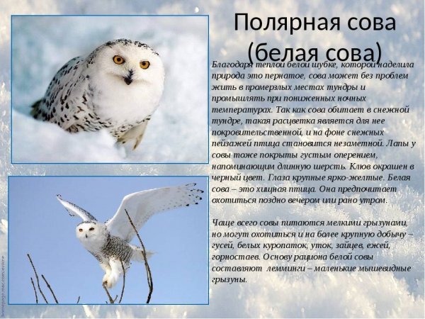 Белая сова