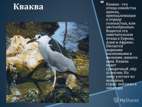 Кваква