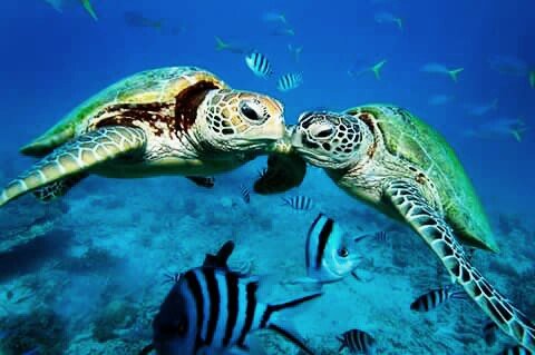 черепахи 153537