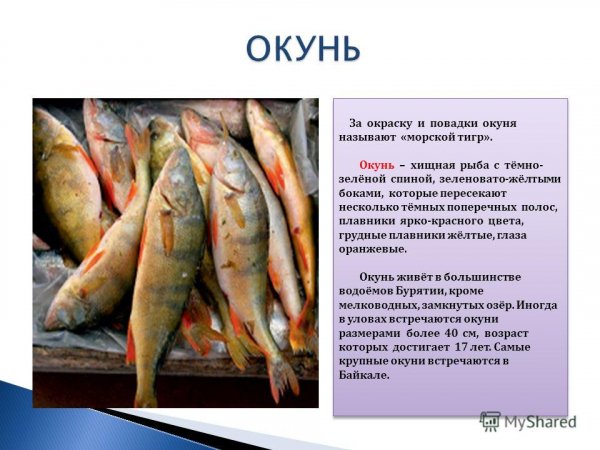Окунь