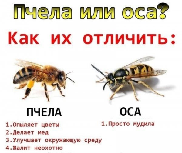 Прикол