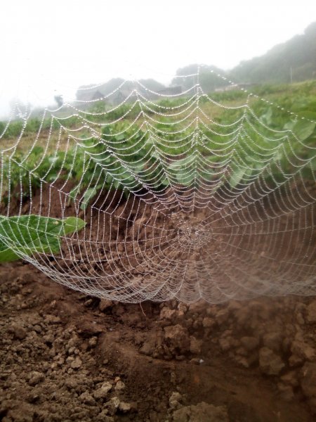 Когда рано поутру вышел в огород