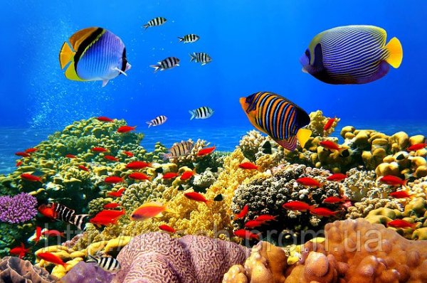 w640 h640 oboi-estampnye-