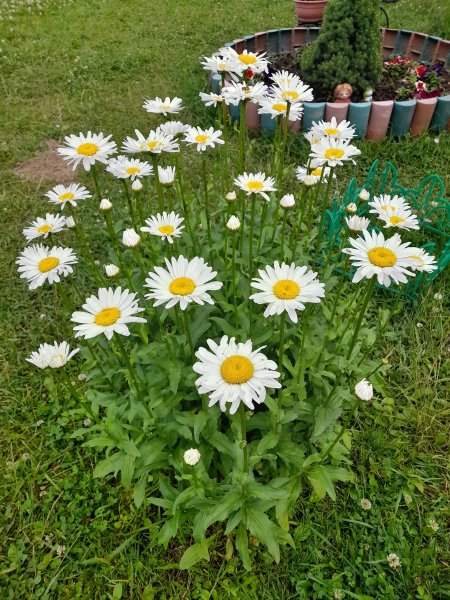 Ромашки, мои любимые цветы