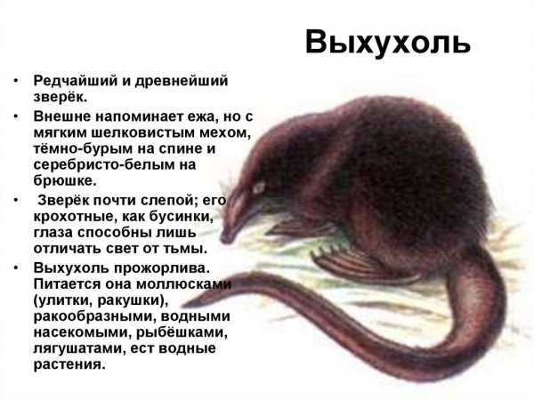Выхухоль