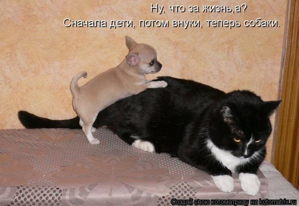 Теперь собаки