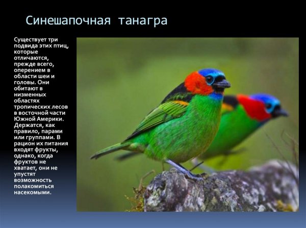 Синешапочная танагра