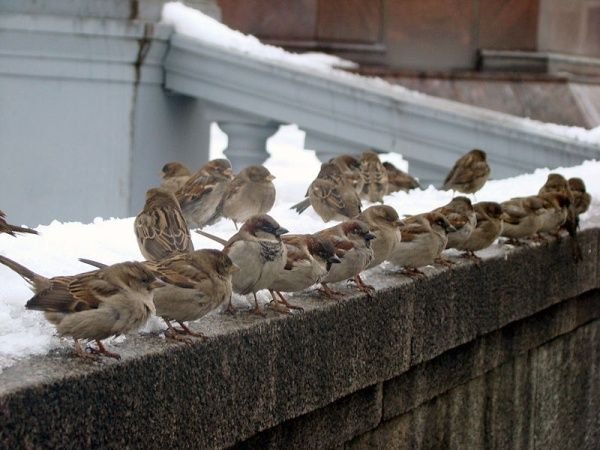House sparrows in snow in Moscow photo from WikimediaCommons