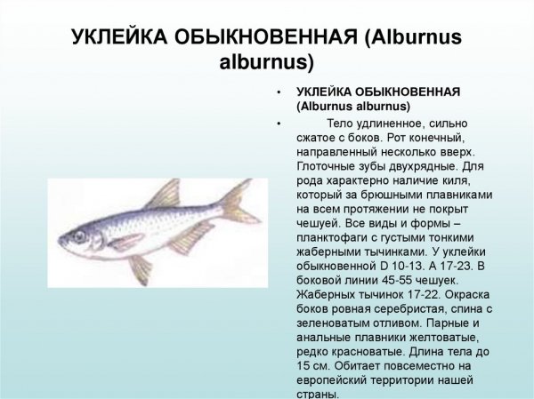 Уклейка обыкновенная