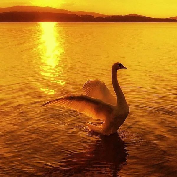 Лебедь на закате