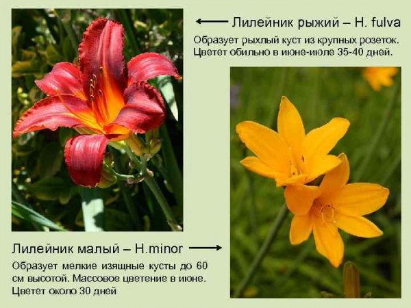 Лилейники для сада