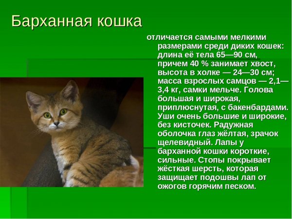 Барханная кошка