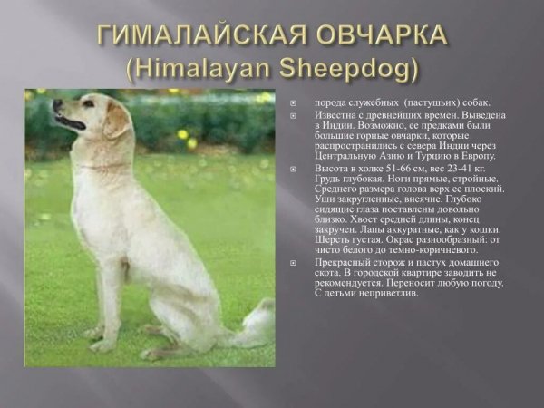 Гималайская овчарка