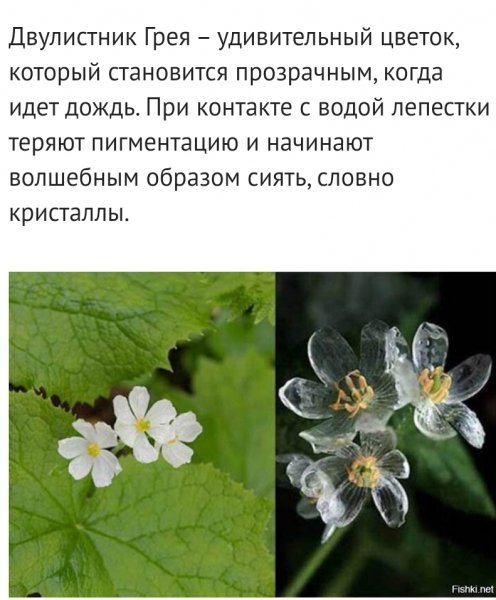 Двулистник Грея