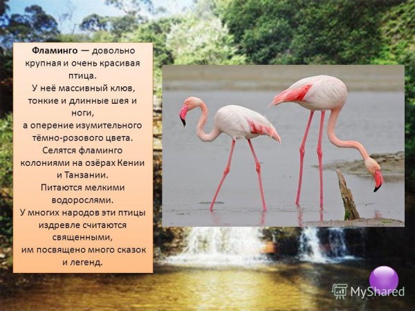 Фламинго