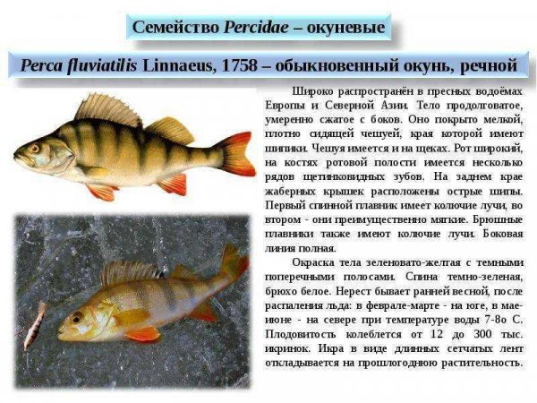 Окунь