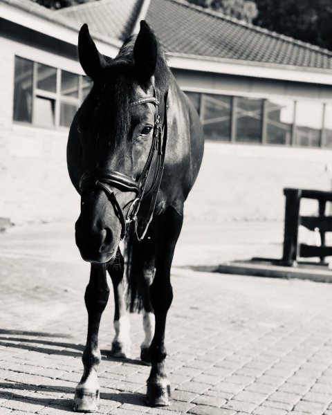 MEDIA # OF HORSE