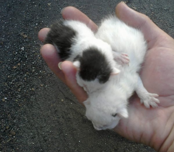 Котята в руке