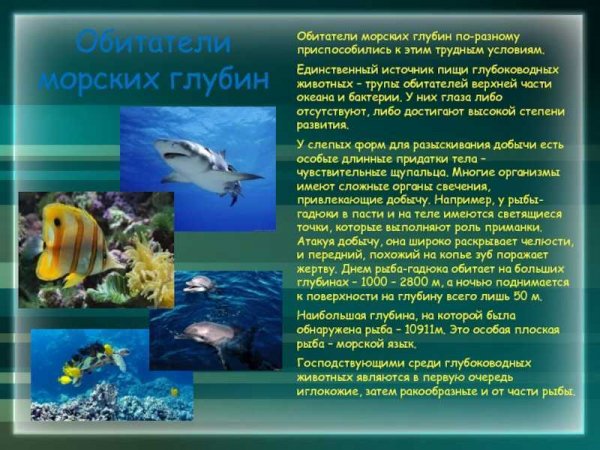 Обитатели морских глубин