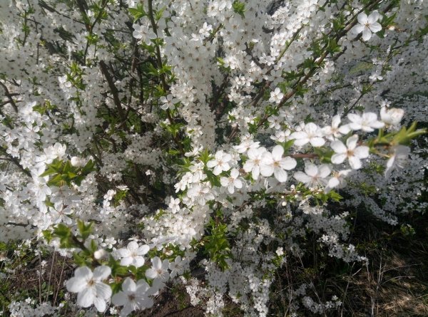 Cherry Plum 24