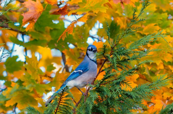 Jay-bird-branch-foliage-autumn-1004202