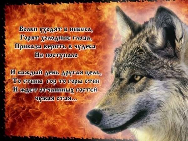 Чужая стая