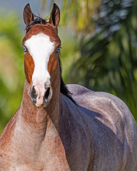 MEDIA # OF HORSE