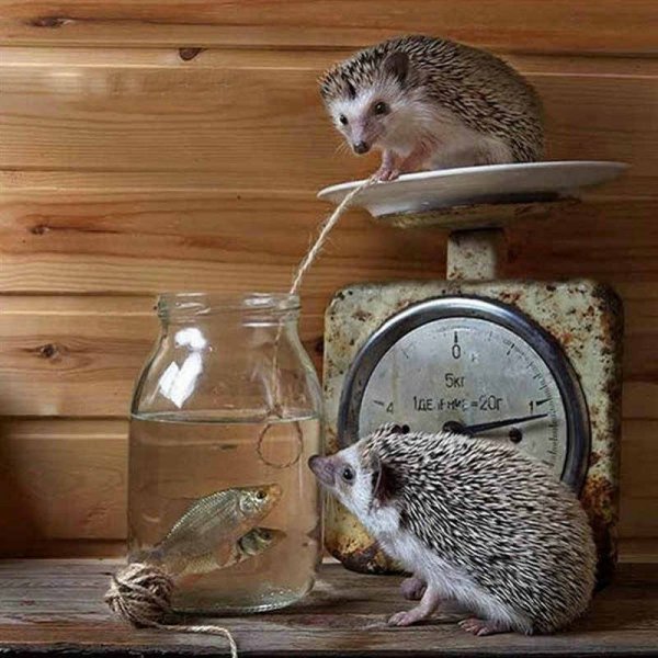 HTB1cF.NKMHqK1RjSZJnq6zNLpXaG.jpg q50