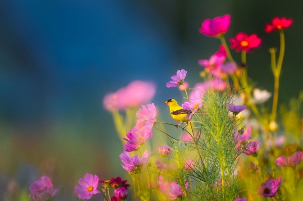 Flowers-1835619 1280