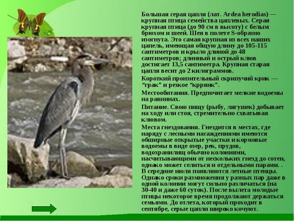 Большая серая цапля