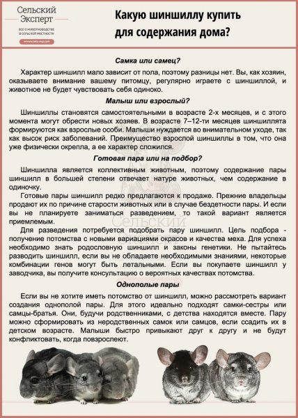 Какую-шиншиллу-купить-для-содержания-дома