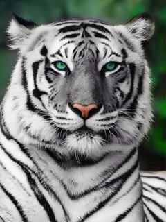 B proudtiger