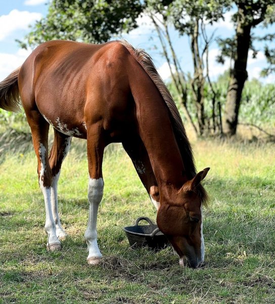 MEDIA # OF HORSE
