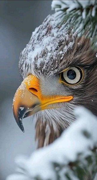 Животный Мир