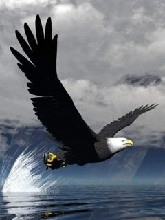 Svobodnyi polet 6 [GruzOK Net]