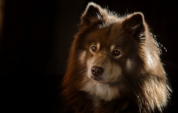 finskii-lappkhund-sobaka-morda-vzgliad-tiomnyi-fon-portret