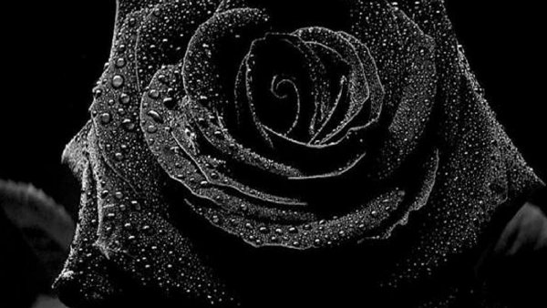 wp2223915-black-flowers-wallpapers