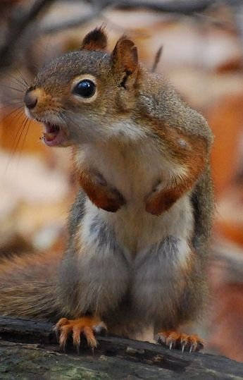 =''= Ʈɲɠʂ qɽɽ =''= Oh my!