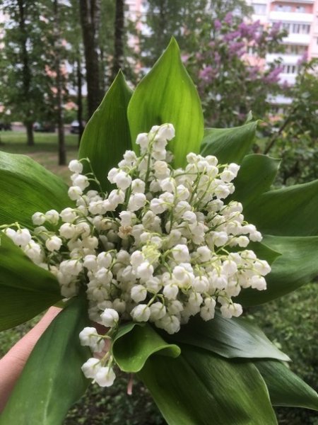 Ландыши