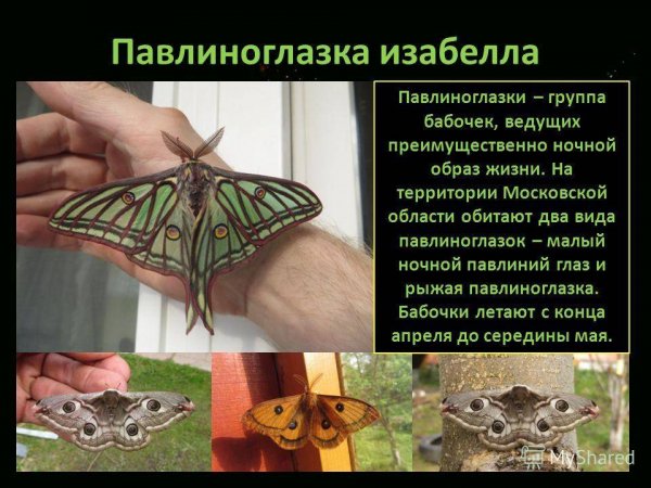 Павлиноглазка Изабелла