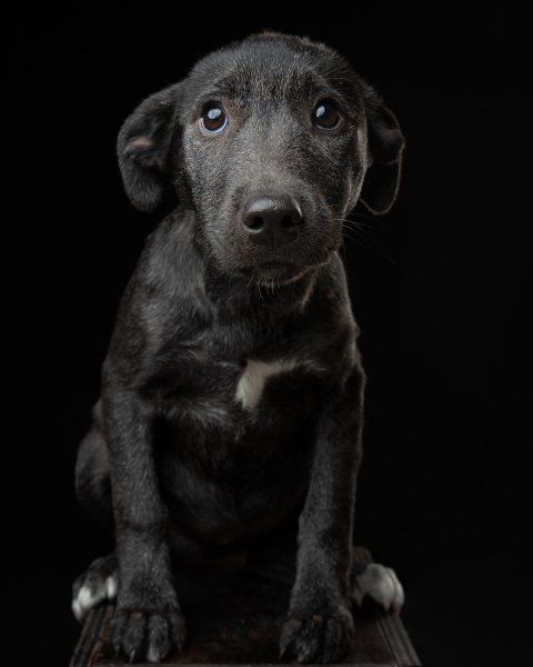 MEDIA # OF DOG