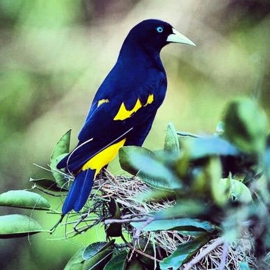 E3b09364f3d269d3505c6cd98380d7b1--cacique-south-america